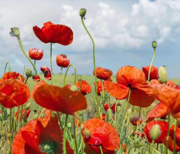 Banner photo of hillside with poppies