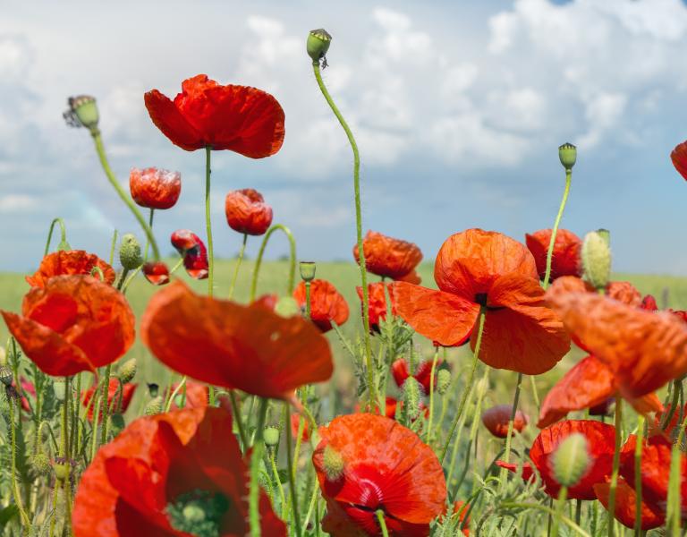 Banner photo of hillside with poppies