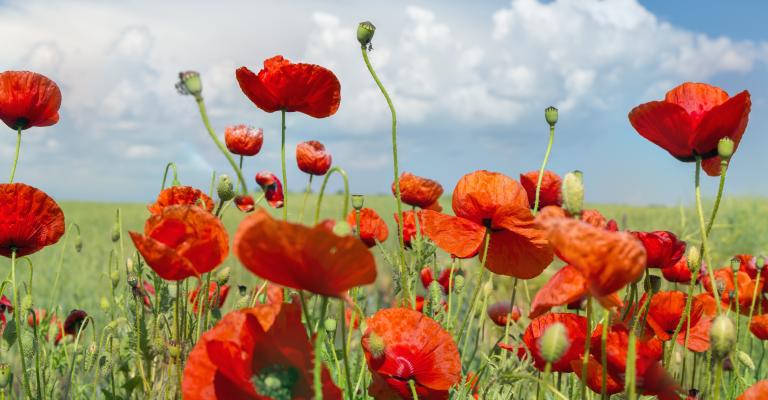 Banner photo of hillside with poppies