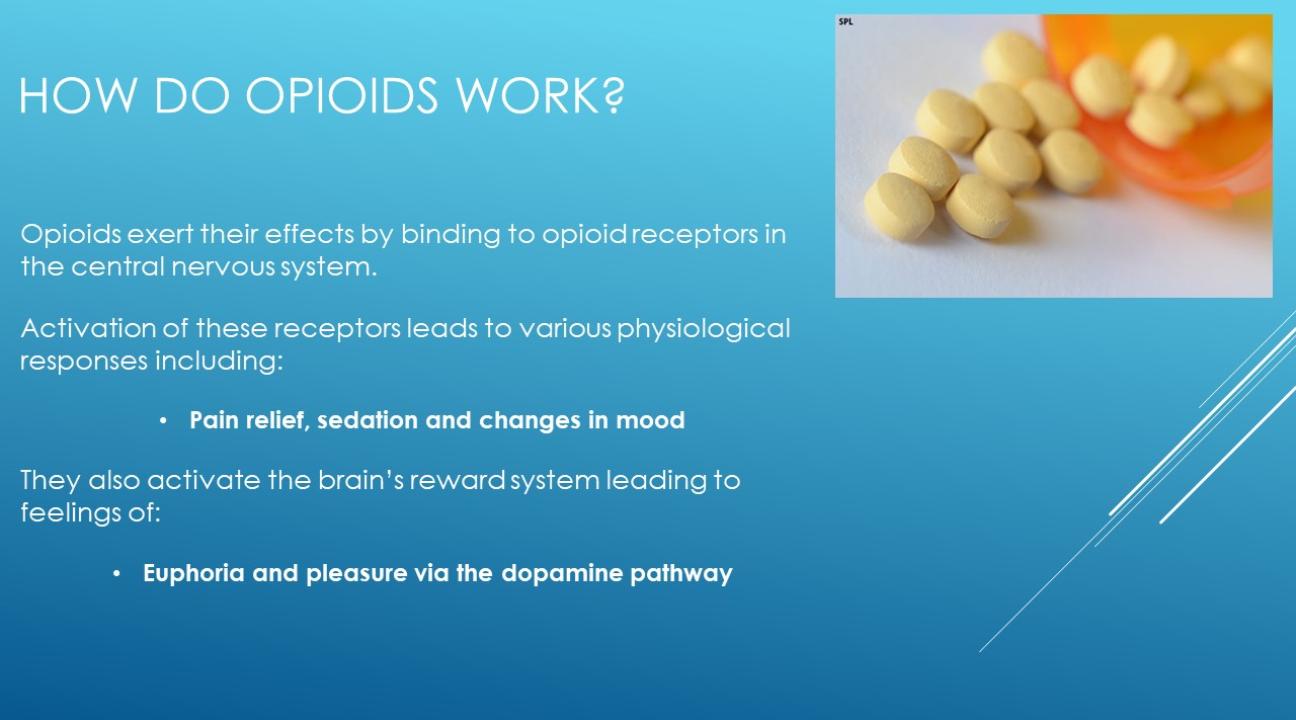 Description of how opioids work