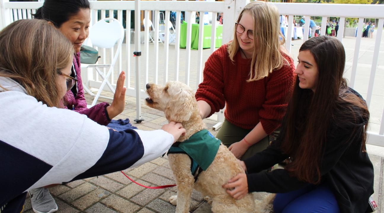 Photo of students playing with dogs