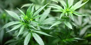 photo of marijuana leaves
