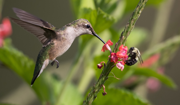 Bird and bee on flower